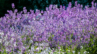 BB 12 0401 / Hesperis matronalis / Dagfiol